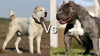 Питбуль против Алабай КТО СИЛЬНЕЕ Pittbull VS Alabay WHO IS STRONGER [upl. by Fortune194]