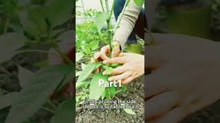 How to correctly prune different chili pepper plants shorts trending fypviralshortvideo [upl. by Claudy433]