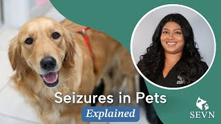 Seizures in Pets Causes Symptoms and Treatment Options [upl. by Mukerji332]