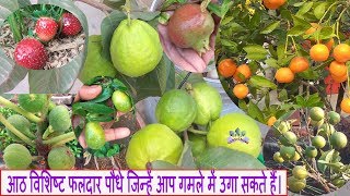 Eight notable Fruit Plants that you can grow in potsआठ विशिष्ट फलदार पौधे। [upl. by Bohaty]