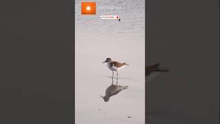 Bathing in the golden hour of the sandpiper goldenhourwildshutterpress sunrice bird sandpiper [upl. by Stanfill]