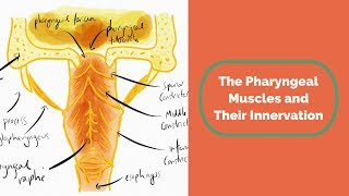 The Pharyngeal Muscles and Their Innervation [upl. by Friederike872]