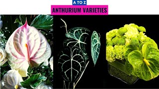 Anthurium Varieties A to Z [upl. by Leandre103]