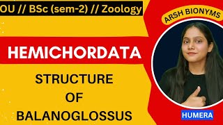 Structure of balanoglossus  phylum hemichordata  BSc ZOOLOGY  Osmania University  humera [upl. by Nelo460]