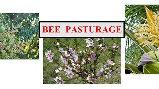 XVI  SEM 4  APICULTURE  BEE PASTURAGE [upl. by Herold982]