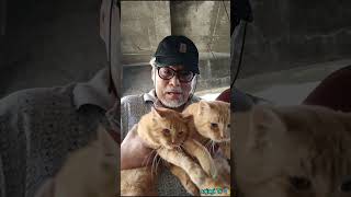 Ang Ering 😽na Mabait shortvideo funny cat [upl. by Zetrauq784]