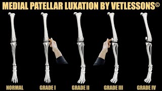 Patellar luxation grades in dogs [upl. by Amando]