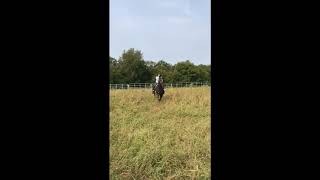 Quarter Horse Gelding Pitch Kalona Special Horse amp Tack Sale [upl. by Aronal]