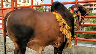 MUFASA তার তত্ত্বাবধায়ককে গুরুতর আহত করেছে  Qurbani Fest 2024  Wasi Vlogs [upl. by Yenatirb933]