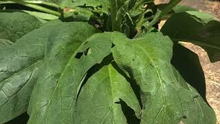 Grow Comfrey Plants  Russian Comfrey Bocking 4  Common Comfrey  Health Benefits  Make Fertilizer [upl. by Grindle]