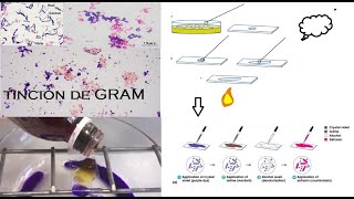 Practica 4 Tinción de Gram [upl. by Aubarta]