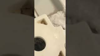 “fixing” a broken toilet seat NOT REPLACING [upl. by Ymia810]