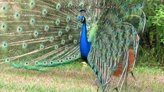 Amazing Peacocks Courtship Dance [upl. by Assej]