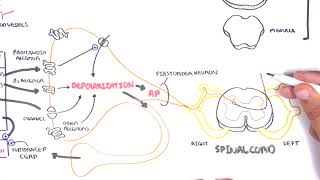 Pharmacology  Nonsteroidal AntiInflammatory Drugs NSAIDs [upl. by Yennek]