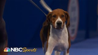 National Dog Show 2022 Best in Show Full Judging  NBC Sports [upl. by Lidah]