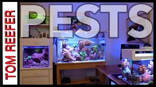 Reef Tank  PEST FLATWORMS  HOW TO GET RID OF THEM [upl. by Ayomat]