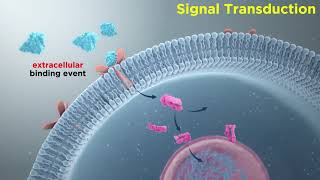 Signal Transduction in Immune Cells ReceptorLigand Interactions [upl. by Tengdin]