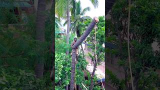 8610339350 tree cutter Suyambu  coconut tree cutter in Tamilnadu  Chennai tree cutter [upl. by Macey]