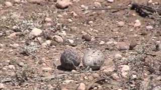 Bush Stone Curlew [upl. by Einohpets]