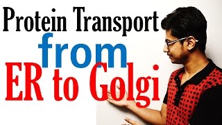 Protein transport from ER to golgi to lysosome [upl. by Hoem291]