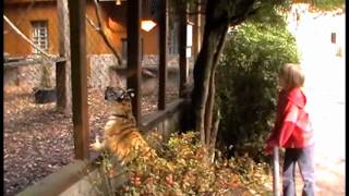 8 Oktober 2009 Tigerbaby Taiga im Reich der Affen  Tierpark Wagenfeld Ströhen [upl. by Nakasuji]