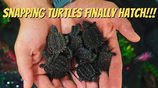 SUPER EASY way to Save and Incubate Snapping Turtle Eggs [upl. by Telrats834]