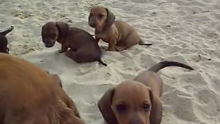 kaninchen teckel pups op het strand clip 3 [upl. by Nairot154]