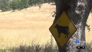 Siskiyou County Sheriffs urging residents to drive carefully if livestock is in the roadway [upl. by Dodge278]