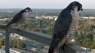 Afrodyta i syn Dżulian wspólny posiłek na dwa łupy awanturka i sjesta 30082024 VEOLIA Łódź [upl. by Lizned]