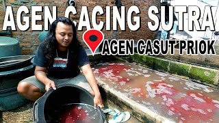 AGEN CACING SUTRA DI TANJUNG PRIOK [upl. by Felten130]