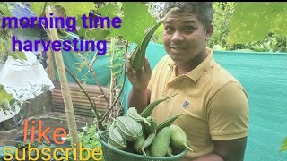 Harvesting Vegetables At Home Ghare Panipariba ChasaGhar Par Sabji Kese Ugaye Sabji Kheti [upl. by Derina]