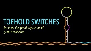 Mechanism of the Toehold Switch [upl. by Silvain]