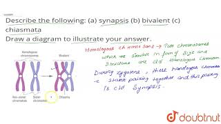 Describe the following a synapsis b bivalent c chiasmata [upl. by Nosmirc56]