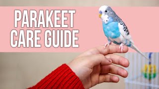 Parakeet Care Guide for Beginners [upl. by Elletnohs]