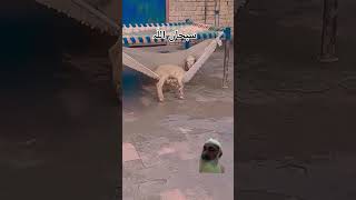 Bakri ka bacha shortvideo shortviral funny muneepaki [upl. by Winny]