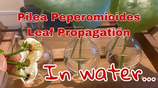 EASY LEAF PROPAGATION IN WATER  WITH Results Pilea Peperomioides [upl. by Aggappera]