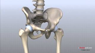 Hip Anatomy Animated Tutorial [upl. by Noired]