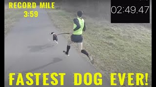 Worlds Fastest Dog Walk  359 Mile [upl. by Territus255]