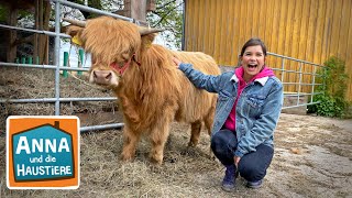 Schottisches Hochlandrind  Information für Kinder  Anna und die Haustiere [upl. by Aenad]