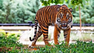 The Existence of Javan Tiger [upl. by Maritsa264]