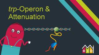 trp Operon amp Attenuation explained in under 15 minutes [upl. by Nico282]