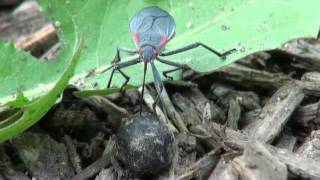 Golden rain tree bug Jadera [upl. by Gayl]