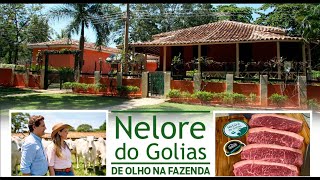 DE OLHO NA FAZENDA NELORE DO GOLIAS  PARTICIPAÇÃO [upl. by Barny]