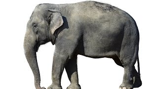 Elephant Animals for Children Kids Videos Kindergarten Preschool Learning Toddlers Sounds Songs Zoo [upl. by Deth921]