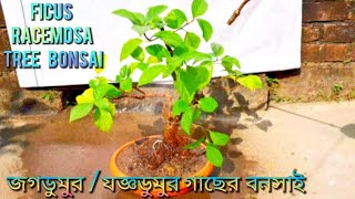 Ficus racemosa  Ficus glomerata tree bonsai repotting জগডুমুর যজ্ঞডুমুর bonsai gardening [upl. by Sydel]