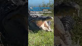 Massive crocodile spotted taking a sunbath in Everglades Shorts [upl. by Ailehpo]