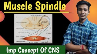 Muscle Spindle  Golgi tendon organ Muscle stretch reflex CNS Physiology  Ashish Agrawal [upl. by Eniluap]