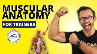 Muscular Anatomy For NASM Trainers Everything You Need To Know  NASMCPT 7th Edition [upl. by Giesser]