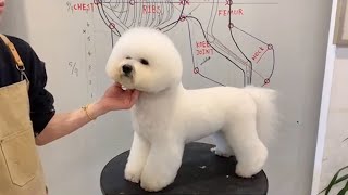 Amazing Bichon Frise Dog Grooming  Groom The Cutest Bichon Frise Puppy  Puppy Groomy [upl. by Nettle]