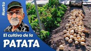 PATATAS COMO SEMBRAR Y CULTIVAR PATATAS POTATO FARMING [upl. by Kannan463]